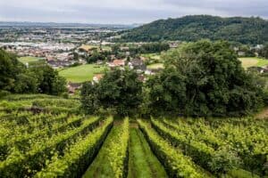 View over rows on vines on a sloped hill overlooking a village and the fringes of Graz city.