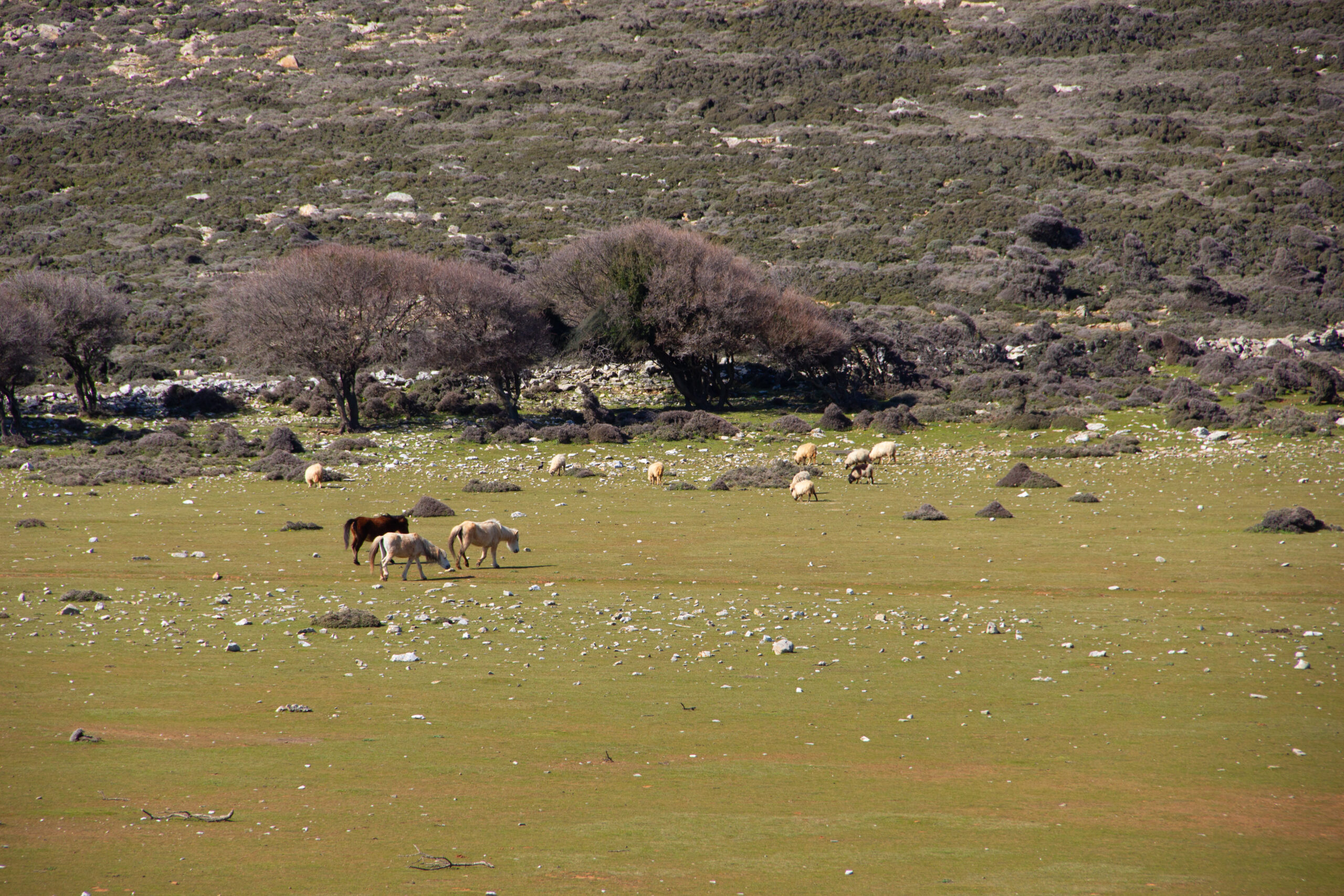 Skyros Ponies wandering a wide and flat green landscape strewn with rocks and scrub-like trees.
